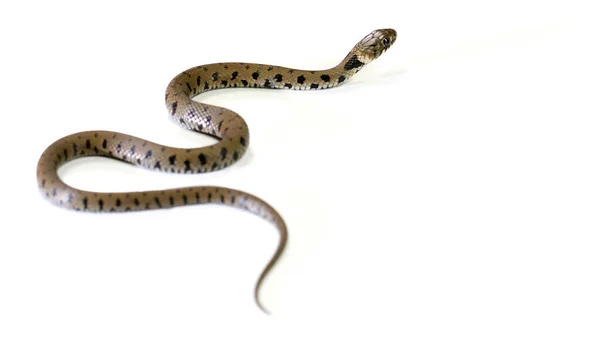 Φίδι Σέρνεται Απομονωμένο Λευκό Φόντο — Φωτογραφία Αρχείου