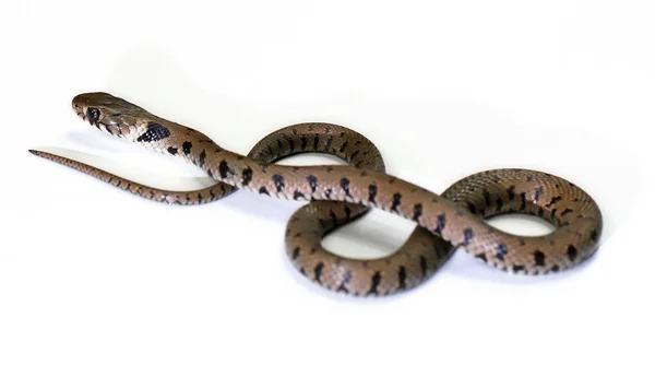 Snake Crawling Isolated White Background — Stock Photo, Image