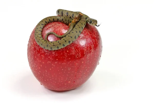 Orm Krypa Och Rött Äpple Isolerad Vit Bakgrund — Stockfoto