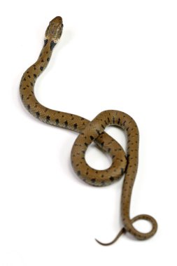 Beyaz arka planda sürünen bir yılan.