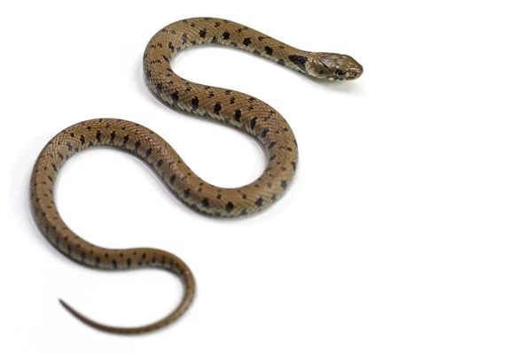 Snake Crawling Isolated White Background — Stock Photo, Image