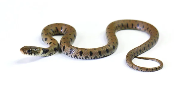 Serpente Strisciando Isolato Uno Sfondo Bianco — Foto Stock