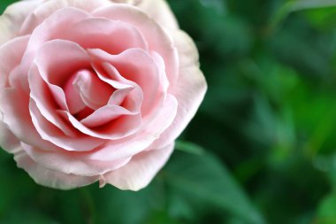 Yeşil yapraklı pembe gül. Aşk ve tutkunun sevgililer günü kartı sembolü için arka plan