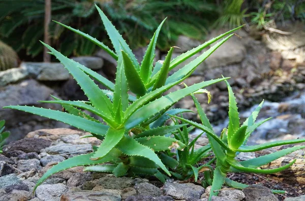 bir flowerbed aloe vera
