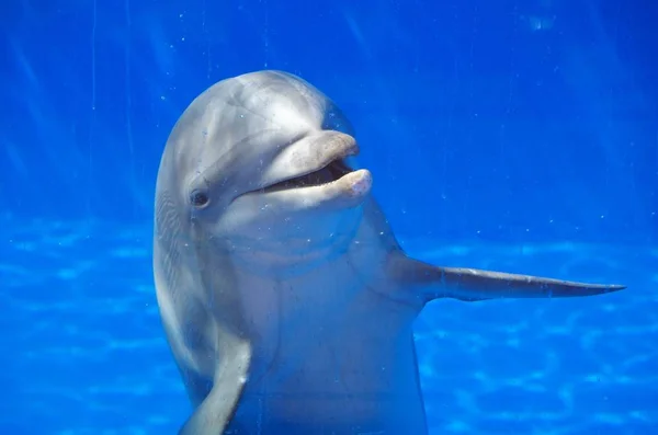 Gray dolphin looks behind the glass — Stock Photo, Image