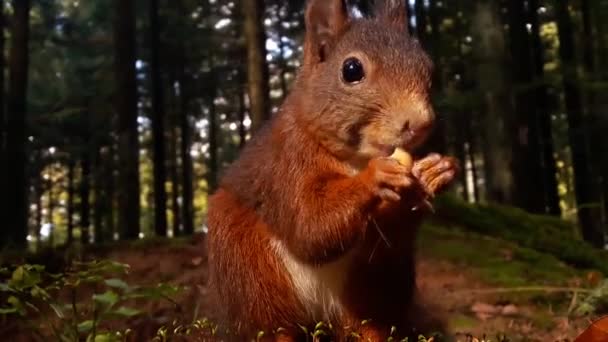 Eichhörnchen frisst eine Nuss im Wald — Stockvideo