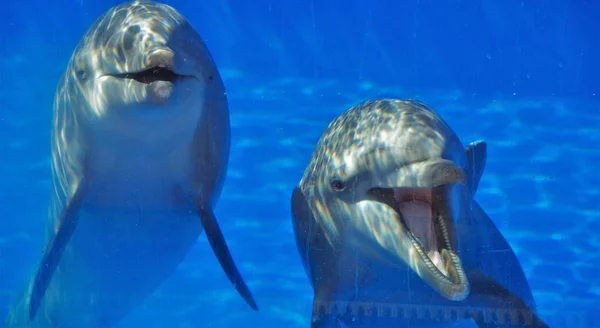 Δύο Δελφίνια Δείχνουν Κάτω Από Νερό — Φωτογραφία Αρχείου