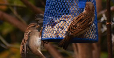 sparrows at the trough with nuts
