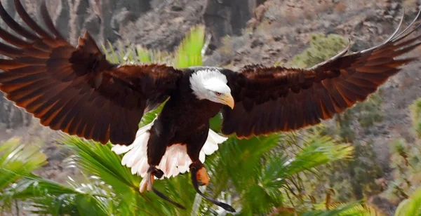 Weißkopfseeadler Landet Den Bergen Über Palmen — Stockfoto
