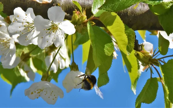 Hummel Sammelt Nektar Auf Blühenden Weißen Kirschbaumblüten — Stockfoto