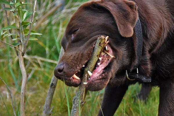 Hund Gnager Trädgren Utomhus — Stockfoto