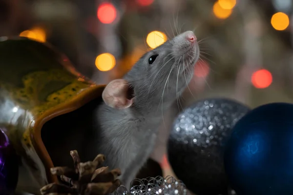 Rato de Natal Símbolo do Ano Novo 2020. Ano do rato. Ano Novo Chinês 2020. Brinquedos de Natal, bokeh — Fotografia de Stock