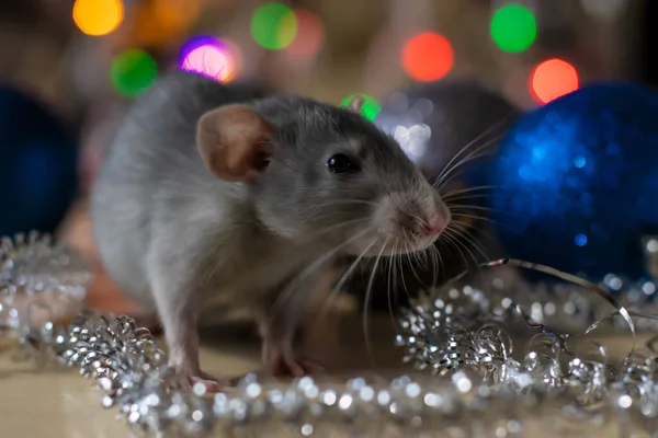 Символ новогодней крысы 2020 года. Год крысы. Китайский Новый 2020 год. Рождественские игрушки, боке — стоковое фото
