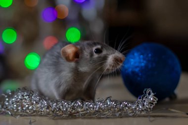 2020 yılının Noel fare sembolü. Fare yılı. Çin Yeni Yılı 2020. Noel oyuncakları, bokeh