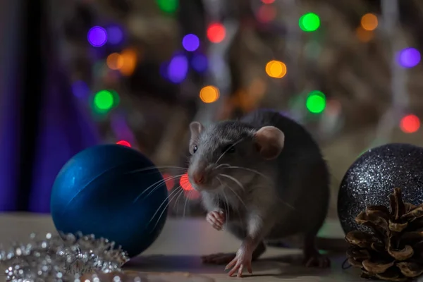 Christmas rat Symbol of the new year 2020. Year of the rat. Chinese New Year 2020. Christmas toys, bokeh — Stock Photo, Image