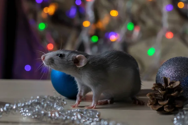 Rat de Noël Symbole de la nouvelle année 2020. Année du rat. Nouvel An chinois 2020. Jouets de Noël, bokeh — Photo