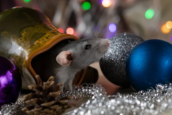 Kerstrat Symbool van het nieuwe jaar 2020. Jaar van de rat. Chinees Nieuwjaar 2020. Kerstspeelgoed, bokeh — Stockfoto
