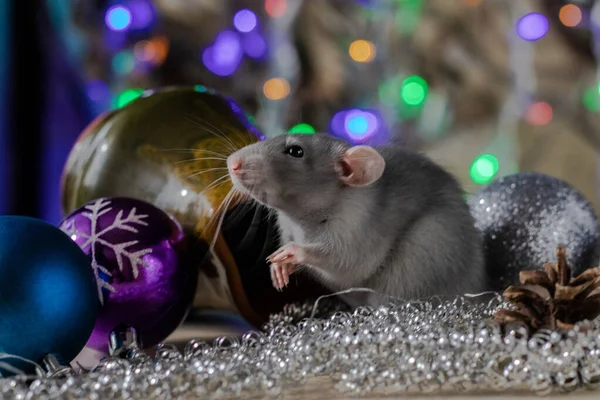 Rato de Natal Símbolo do Ano Novo 2020. Ano do rato. Ano Novo Chinês 2020. Brinquedos de Natal, bokeh — Fotografia de Stock