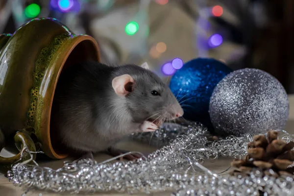 Rato de Natal Símbolo do Ano Novo 2020. Ano do rato. Ano Novo Chinês 2020. Brinquedos de Natal, bokeh — Fotografia de Stock