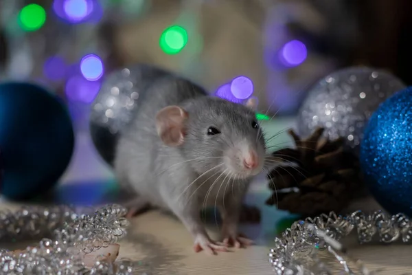 Rata de Navidad Símbolo del nuevo año 2020. Año de la rata. Año Nuevo chino 2020. Juguetes de Navidad, bokeh — Foto de Stock