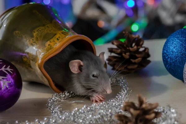 Świąteczny szczur Symbol nowego roku 2020. Rok szczura. Chiński Nowy Rok 2020. Zabawki świąteczne, bokeh — Zdjęcie stockowe