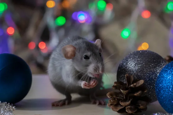 Rato de Natal Símbolo do Ano Novo 2020. Ano do rato. Ano Novo Chinês 2020. Brinquedos de Natal, bokeh — Fotografia de Stock