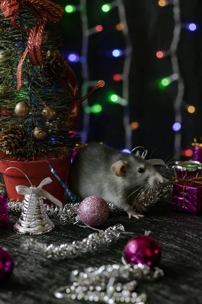 Rato de Natal Símbolo do Ano Novo 2020. Ano do rato. Ano Novo Chinês 2020. Brinquedos de Natal, bokeh — Fotografia de Stock