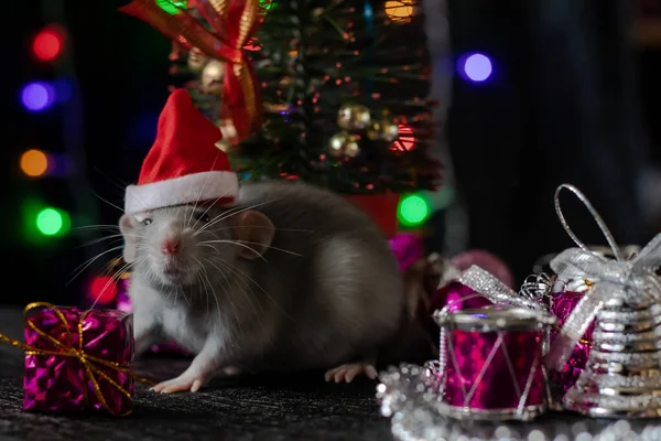 Rato de Natal Símbolo do Ano Novo 2020. Ano do rato. Ano Novo Chinês 2020. Brinquedos de Natal, bokeh — Fotografia de Stock