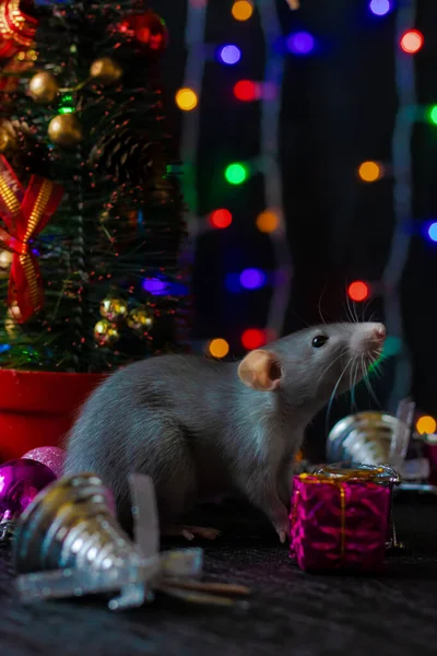 Ratto di Natale Simbolo del nuovo anno 2020. Anno del topo. Capodanno cinese 2020. Giocattoli di Natale, bokeh — Foto Stock