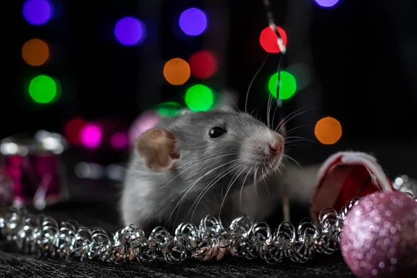 Vánoční krysa Symbol nového roku2020. Rok krysy. Čínský Nový rok2020. Vánoční hračky, bokeh — Stock fotografie