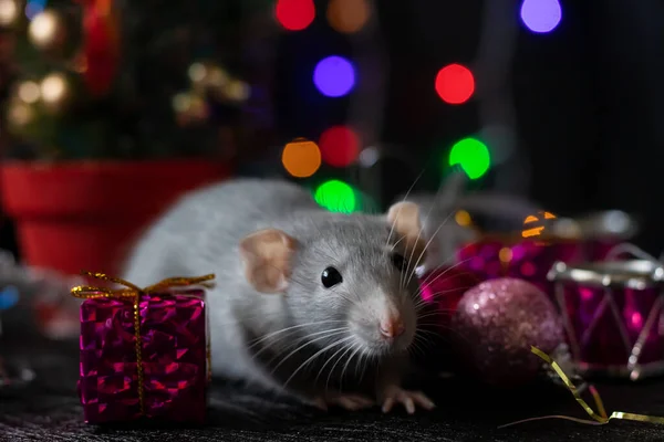 Rata de Navidad Símbolo del nuevo año 2020. Año de la rata. Año Nuevo chino 2020. Juguetes de Navidad, bokeh — Foto de Stock