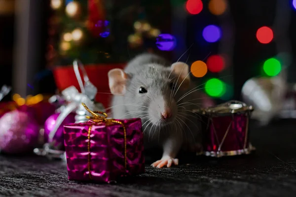 Rato de Natal Símbolo do Ano Novo 2020. Ano do rato. Ano Novo Chinês 2020. Brinquedos de Natal, bokeh — Fotografia de Stock