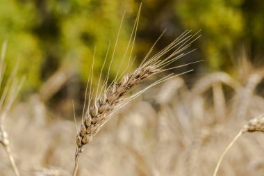 Buğday, tarla, sonbahar hasadı.