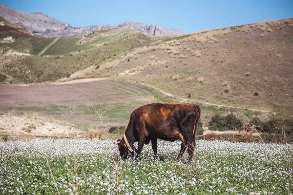 一头奶牛在草地上吃草 — 图库照片