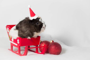 Kırmızı kızaklı küçük kobay faresi 