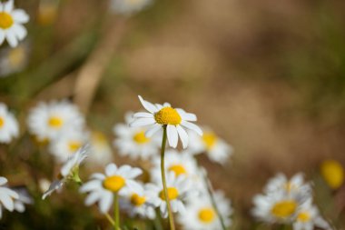 Bahçede papatya grupları 
