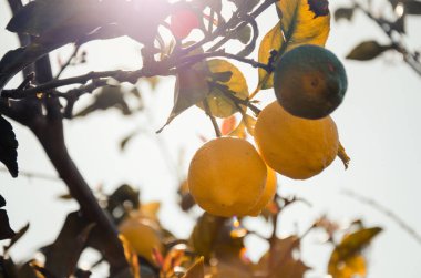 Limon ağacı, işaret fişeğiyle yaklaş