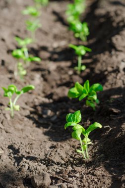 Sebze bahçesinde fesleğen fideleri