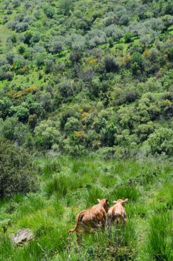 Doğada otlayan genç buzağılar.