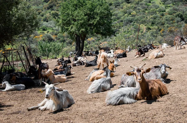 西西里农场外面的一群黑山羊 — 图库照片