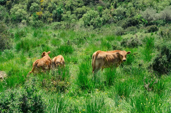 小牛犊在大自然中吃草 — 图库照片