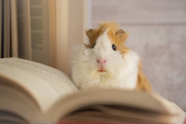 Kameraya bakan sevimli kobay - Eğitim konsepti - bilgi konsepti