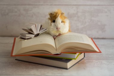 Kameraya bakan sevimli kobay - Eğitim konsepti - bilgi konsepti