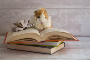 Kameraya bakan sevimli kobay - Eğitim konsepti - bilgi konsepti