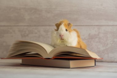 Kameraya bakan sevimli kobay - Eğitim konsepti - bilgi konsepti