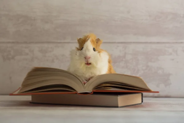 Cute Guinea Pig Open Book Looking Camera Education Concept Knowledge — Stock Photo, Image