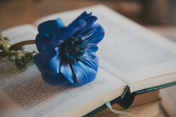 Artisti image of Blue anemone on open book
