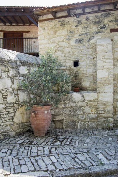 Kil bir kap içinde küçük bir zeytin ağacı. Işık taşından yapılmış eski bir binanın arka planında.