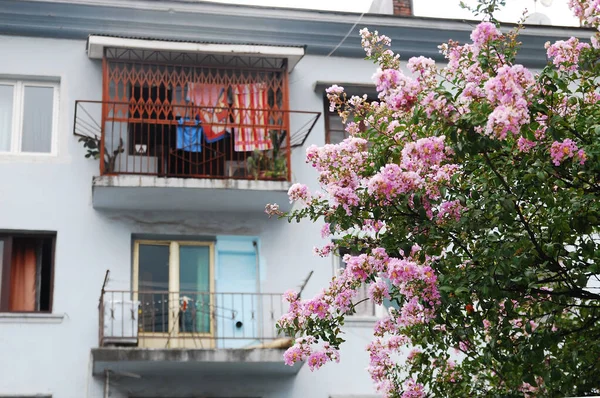 Balkonlu bir apartmanın arka planında çiçek açan ağaç.