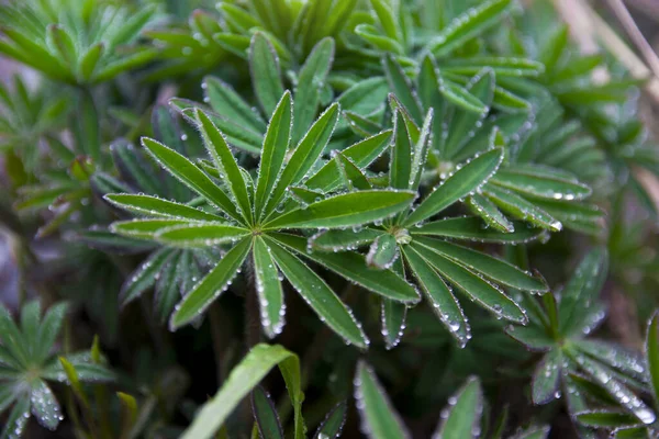 Lupine yaprağı yağmur sonrası bir bahar sabahı su damlasında